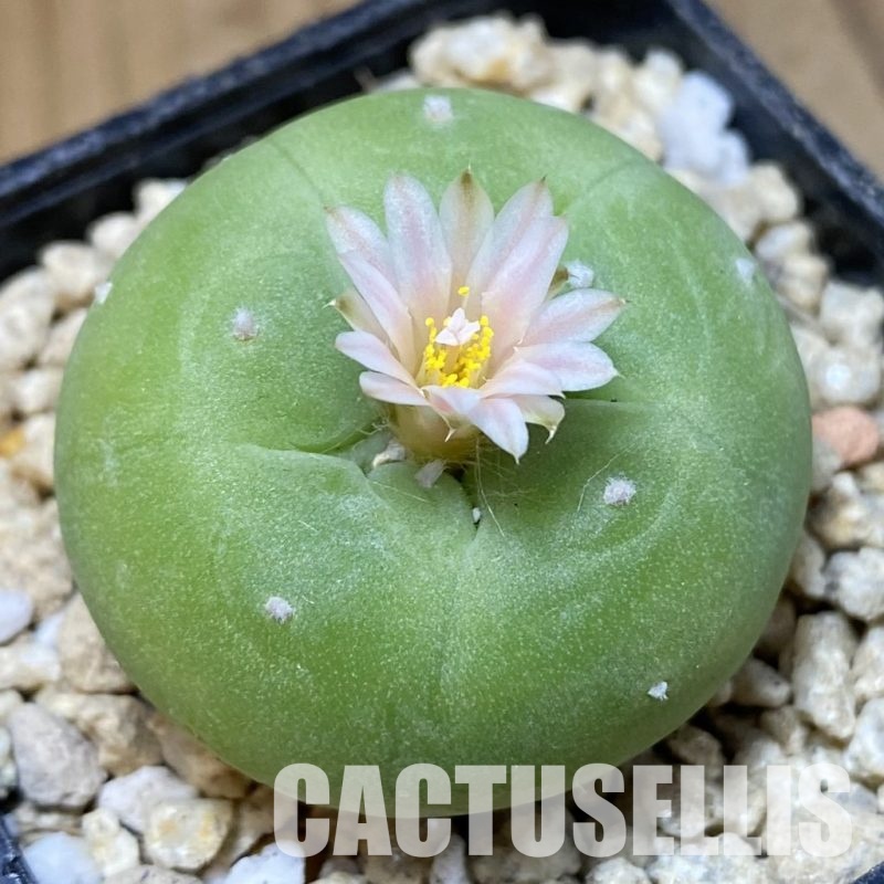 SH30176 Anhalonium frichii v. albiflora