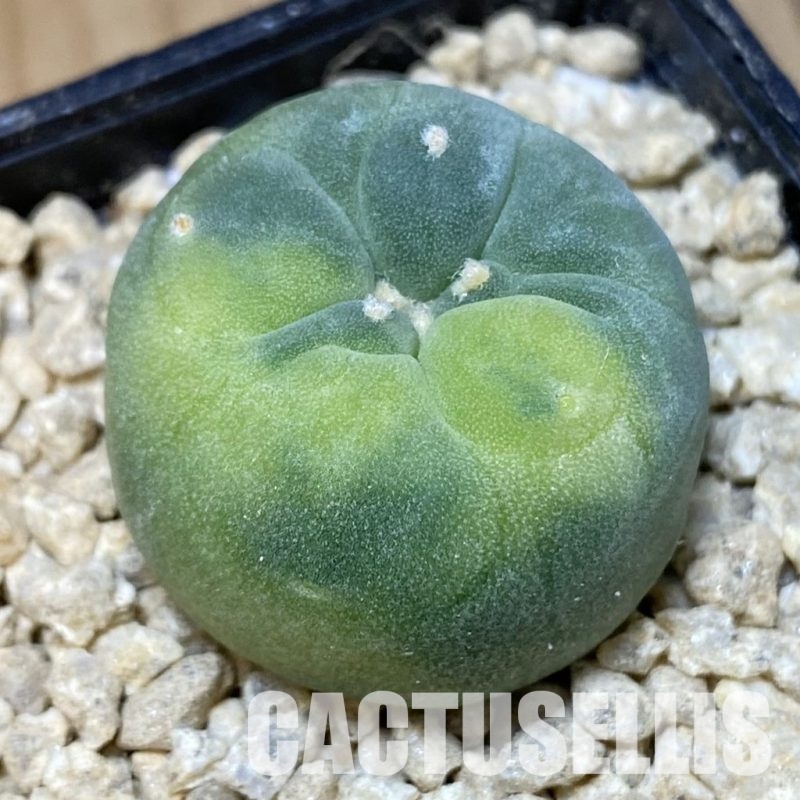 SH30177 Anhalonium frichii f. variegata, seedling, own roots
