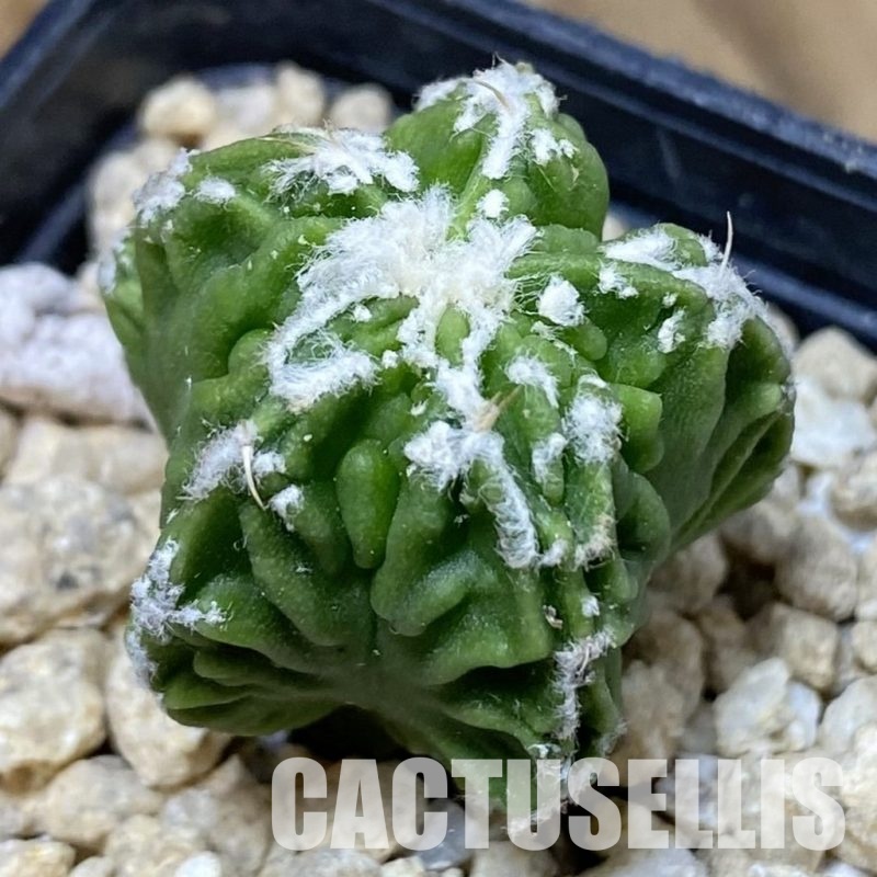 SH30178 Astrophytum myriostigma ‘Fukuryu’