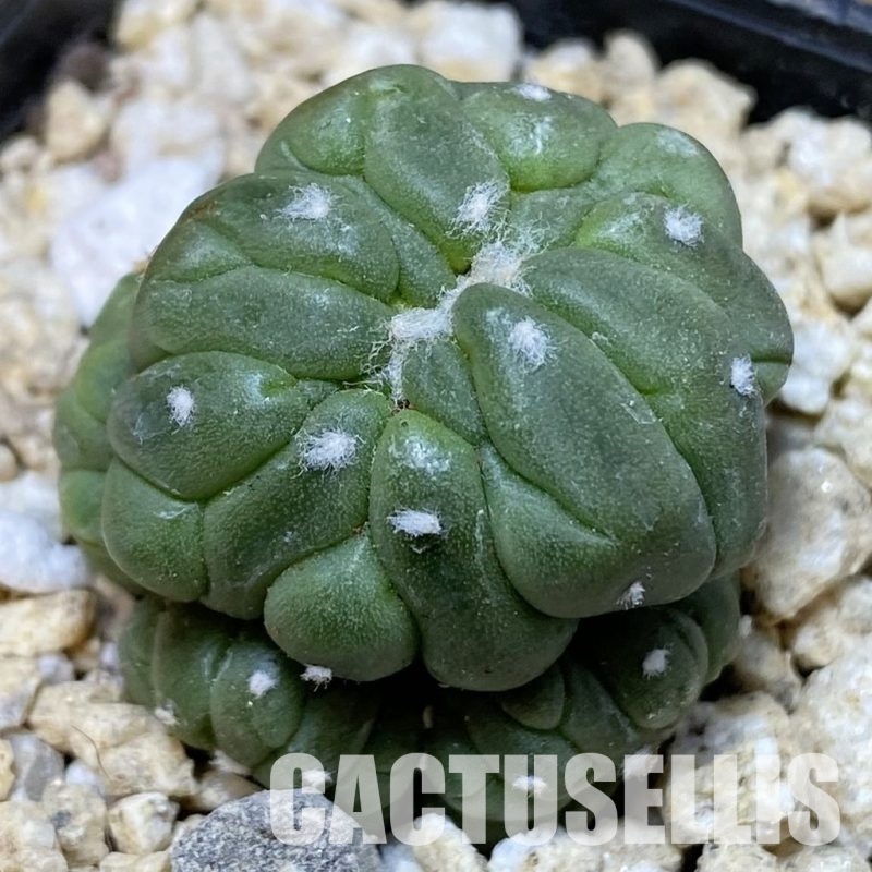 SH30179 Astrophytum asterias f. cristata