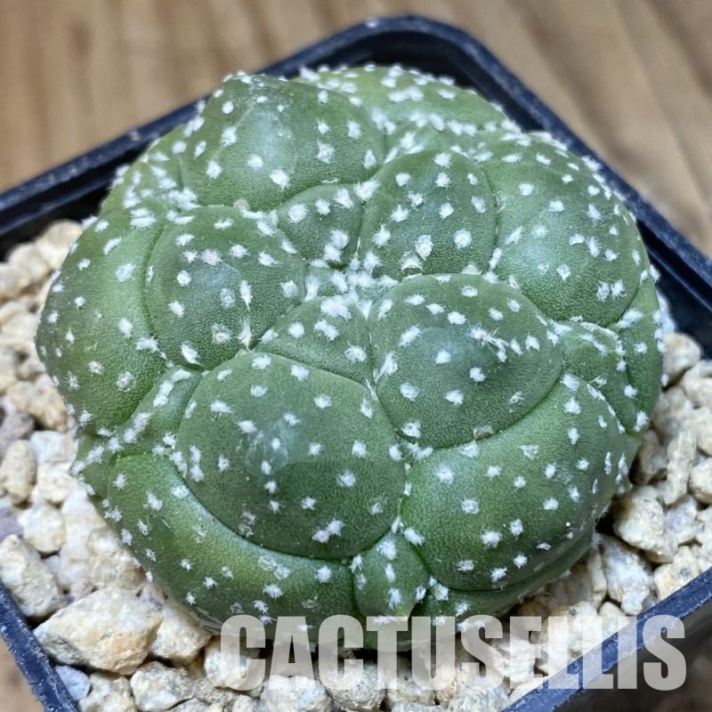 SH30180 Astrophytum asterias ‘Kikko’