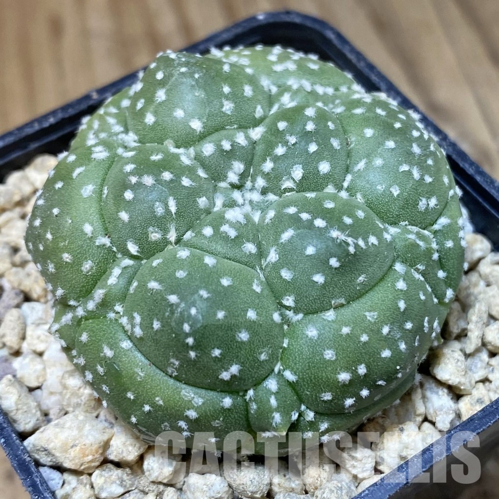 SH30180 Astrophytum asterias ‘Kikko’