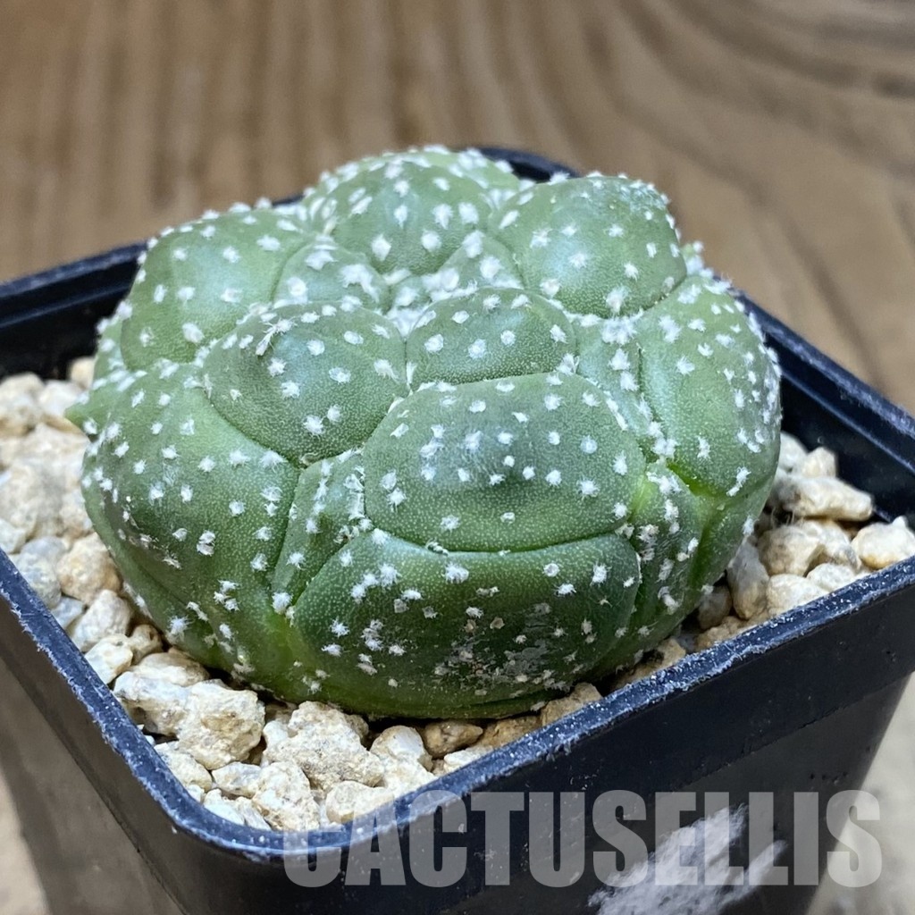 SH30180 Astrophytum asterias ‘Kikko’ - Image 2