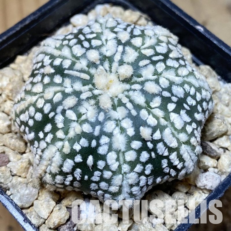 SH30181 Astrophytum asterias ‘Super Kabuto’ ‘Star Shape’