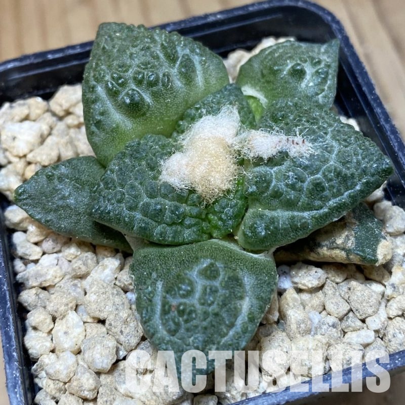 SH30141 Ariocarpus fissuratus ‘Godzilla’ hybrid , own roots seedling