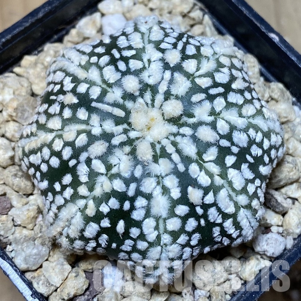 SH30181 Astrophytum asterias ‘Super Kabuto’ ‘Star Shape’ - Image 2