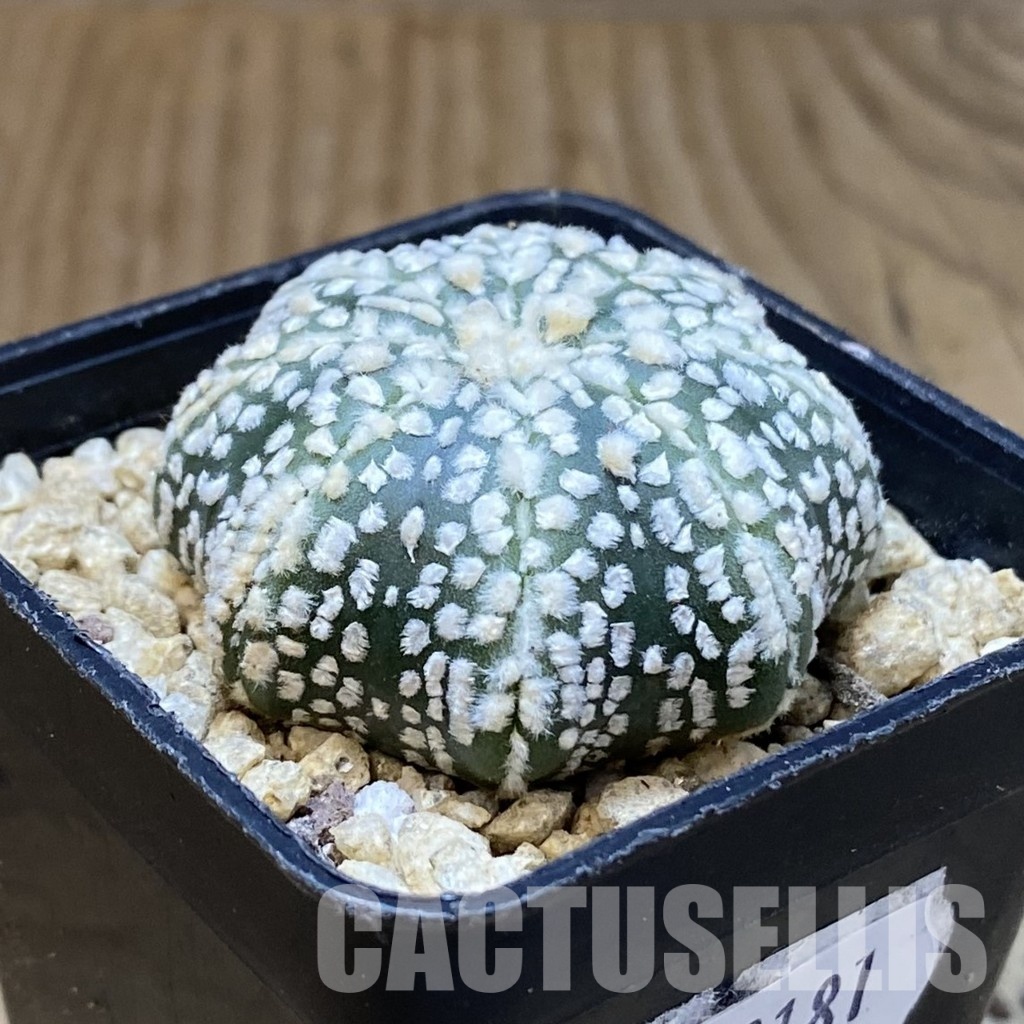 SH30181 Astrophytum asterias ‘Super Kabuto’ ‘Star Shape’ - Image 3