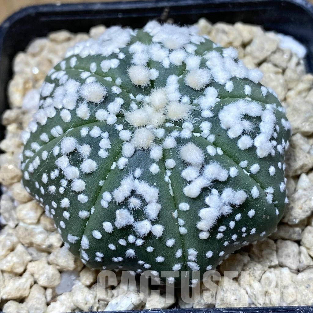 SH30182 Astrophytum asterias ‘Hanazono’