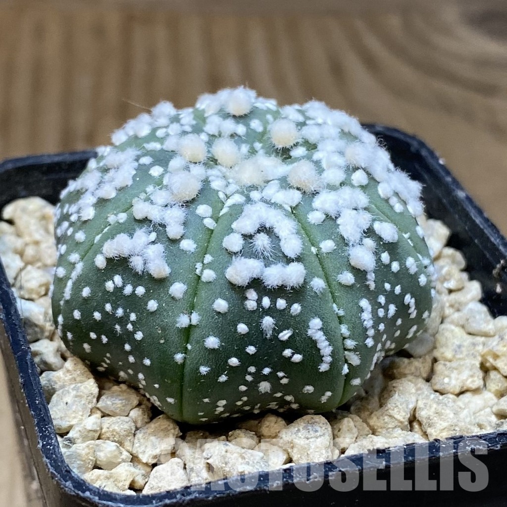 SH30182 Astrophytum asterias ‘Hanazono’ - Image 2