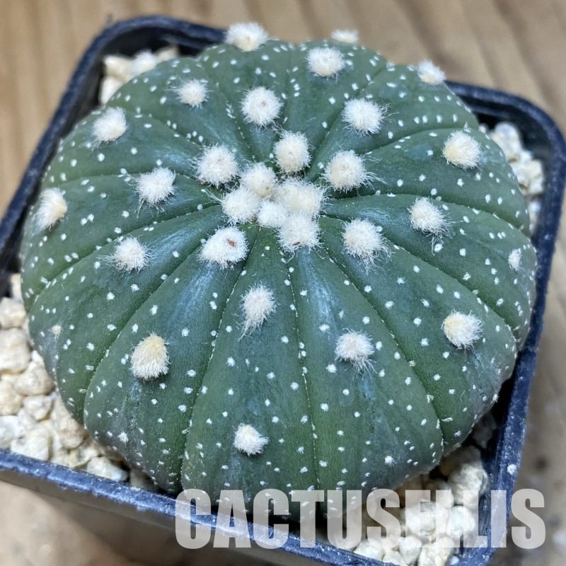 SH30183 Astrophytum asterias f. multicostatum