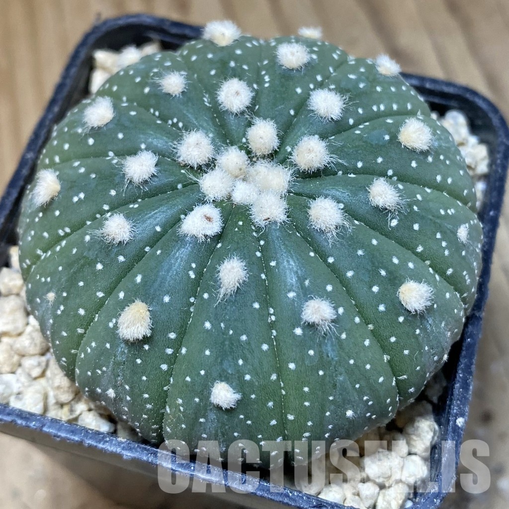 SH30183 Astrophytum asterias f. multicostatum