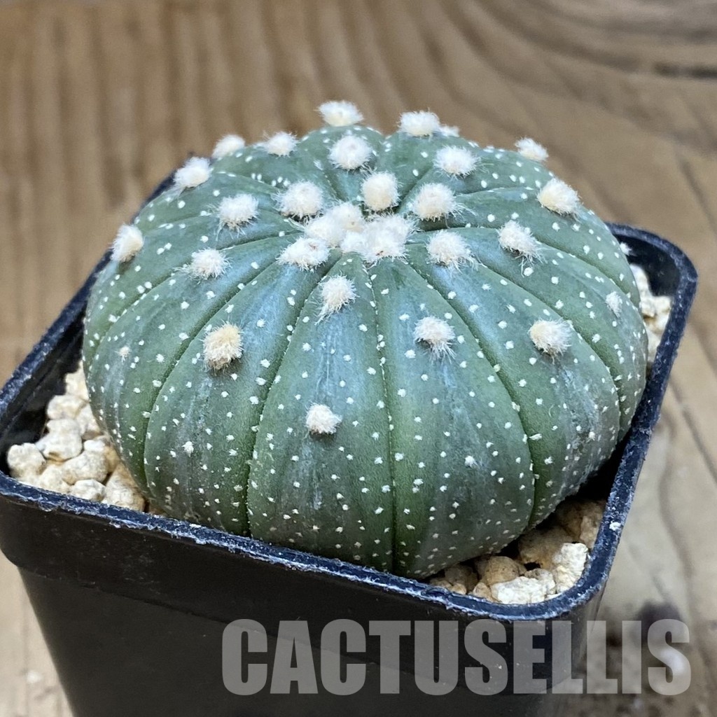 SH30183 Astrophytum asterias f. multicostatum - Image 2