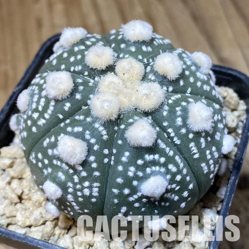 SH30184 Astrophytum asterias ‘Ooibo’