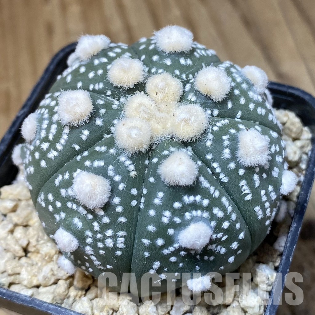 SH30184 Astrophytum asterias ‘Ooibo’