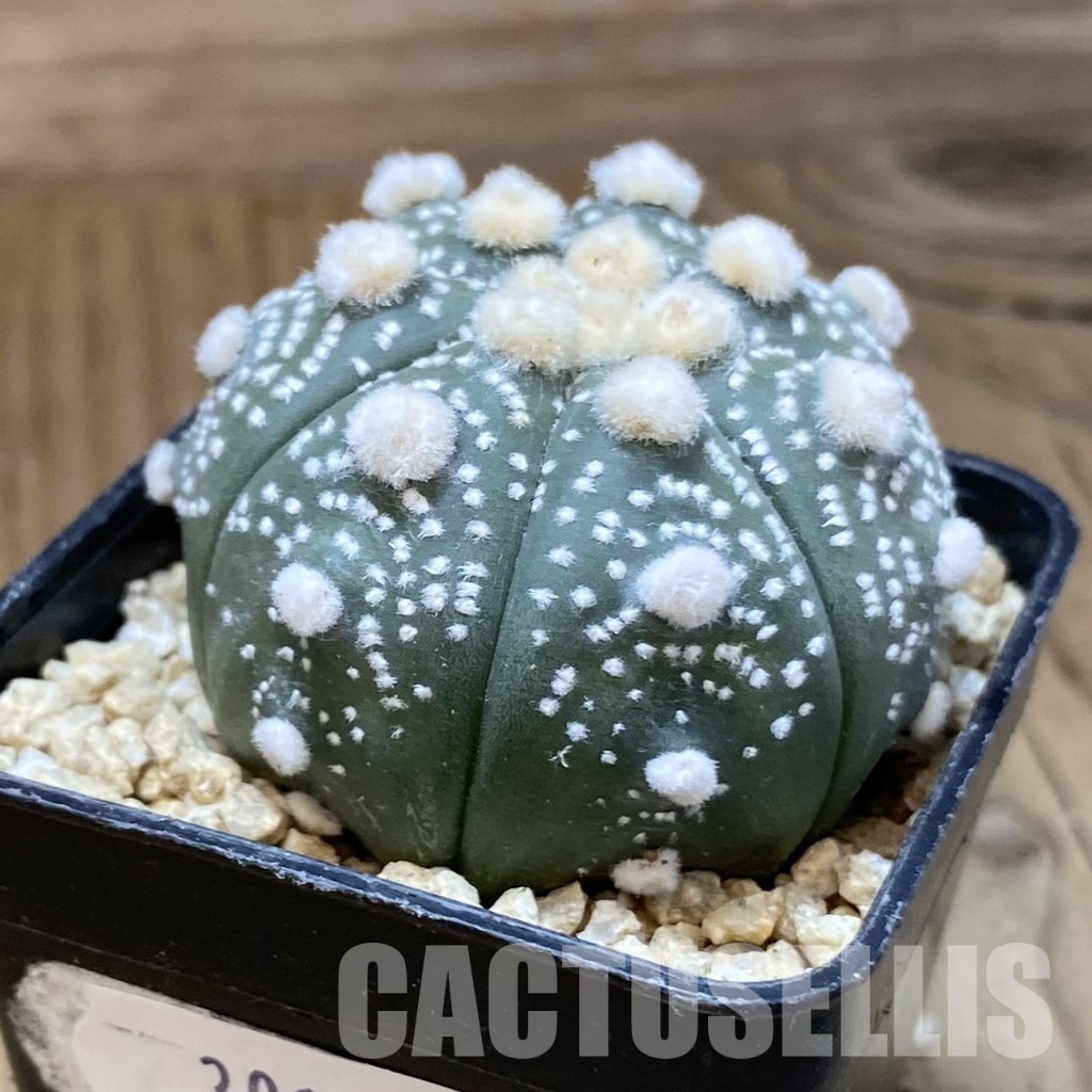 SH30184 Astrophytum asterias ‘Ooibo’ - Image 2
