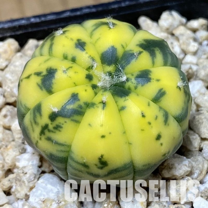 SH30186 Astrophytum asterias f. variegata