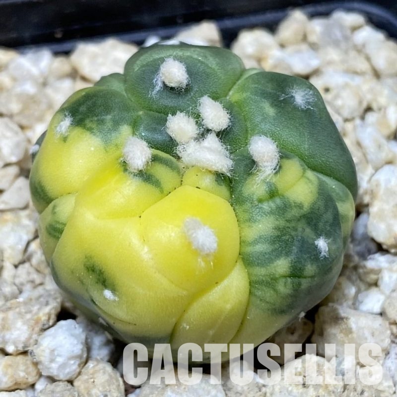 SH30187 Astrophytum asterias ‘Kikko’ f. variegata