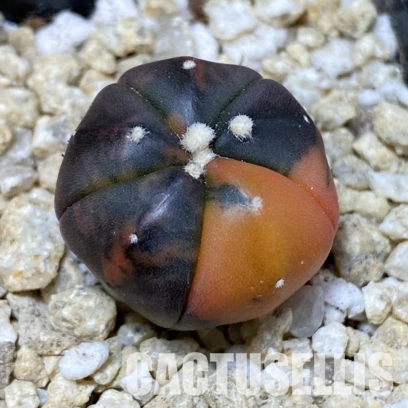 SH30188 Astrophytum asterias ‘Red Purple Skin’ f. variegata