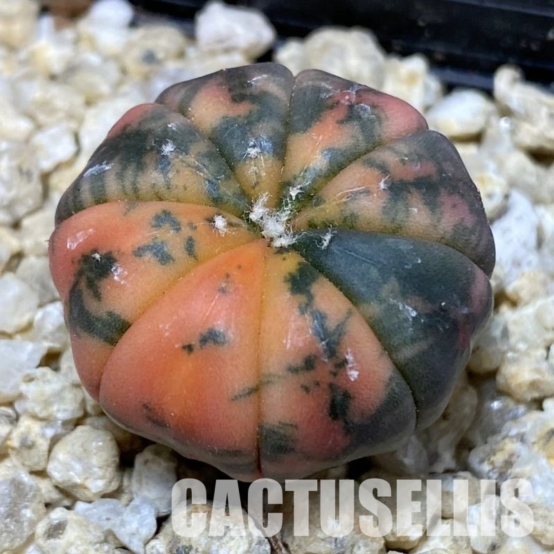SH30189 Astrophytum asterias ‘Red Purple Skin’ f. variegata