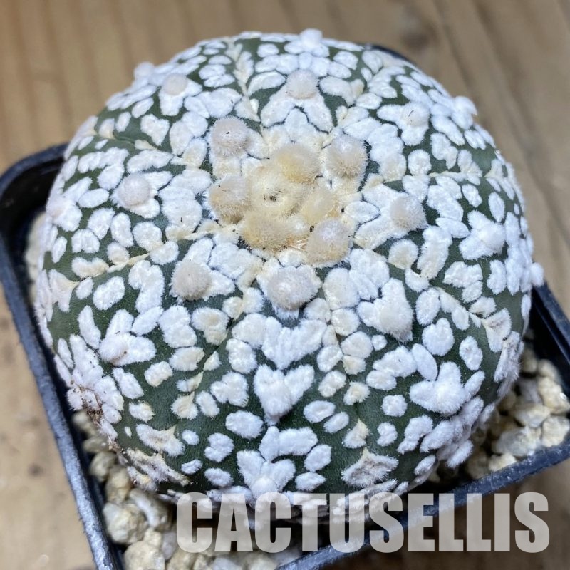 SH30190 Astrophytum asterias ‘Super Kabuto’ V-type