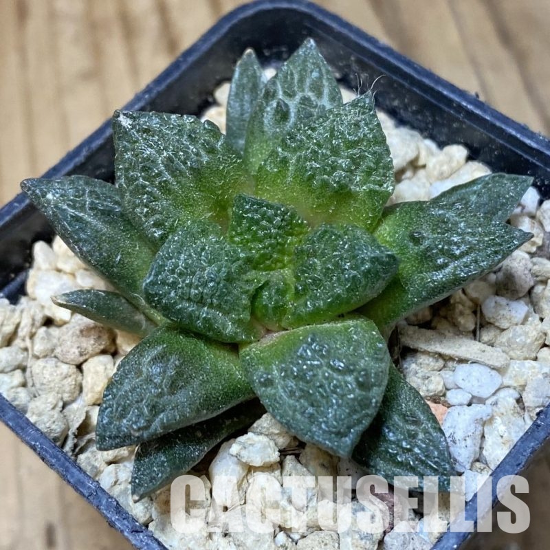 SH30142 Ariocarpus fissuratus v. hintonii hybrid, own roots seedling