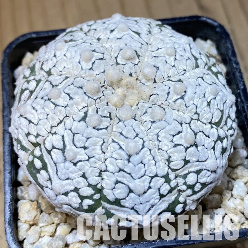 SH30191 Astrophytum asterias ‘Super Kabuto’'Snow' V-type