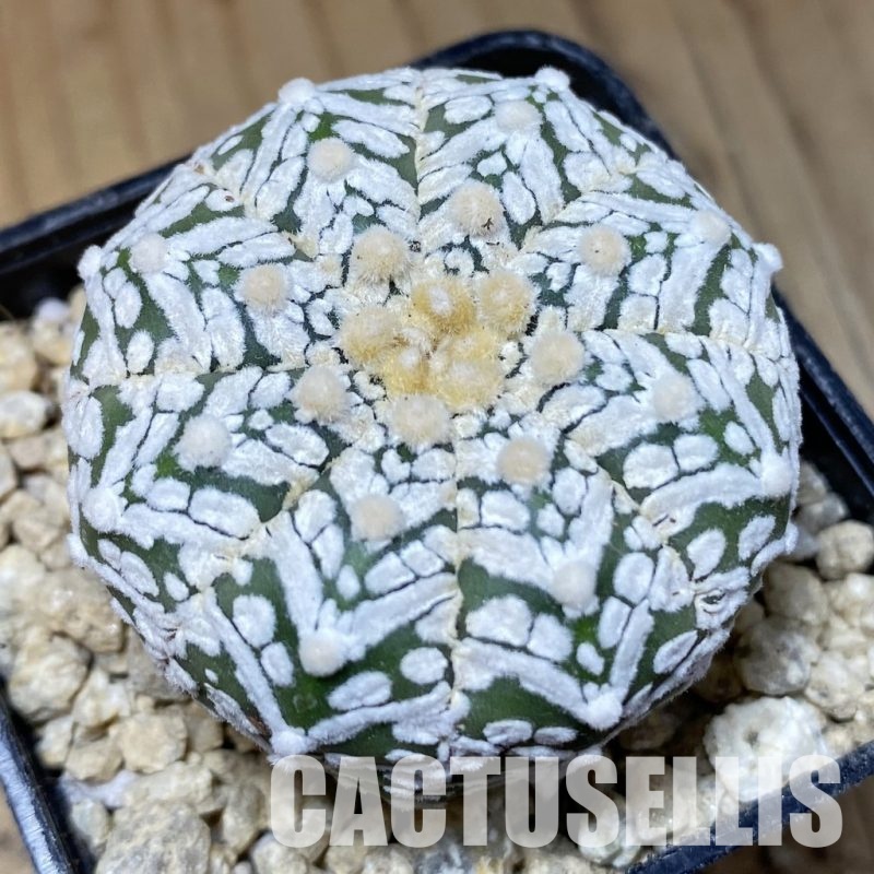 SH30192 Astrophytum asterias ‘Super Kabuto’ V-type