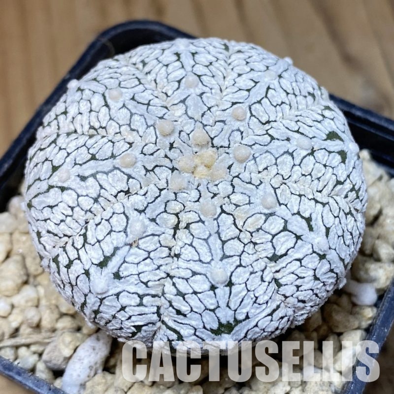 SH30193 Astrophytum asterias ‘Super Kabuto’’Snow’ V-type