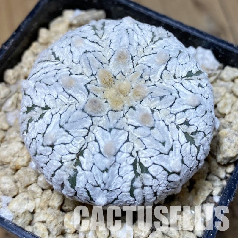 SH30194 Astrophytum asterias ‘Super Kabuto’’Snow’ V-type