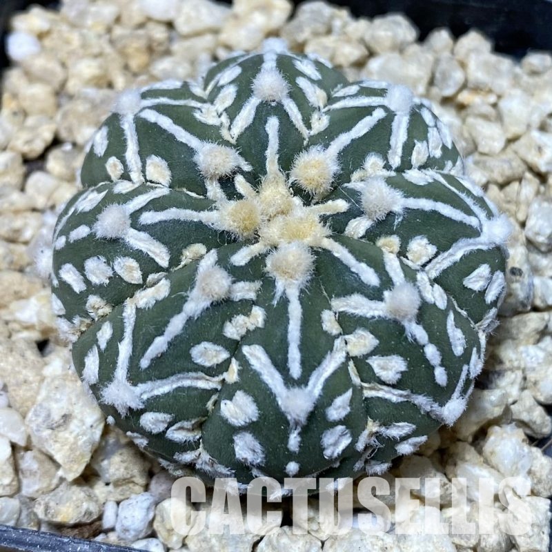 SH30195 Astrophytum asterias ‘Super Kabuto’ V-type f. nudum