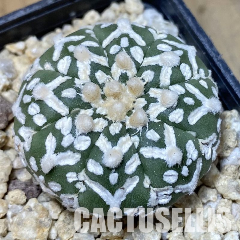 SH30196 Astrophytum asterias ‘Super Kabuto’ V-type f. nudum