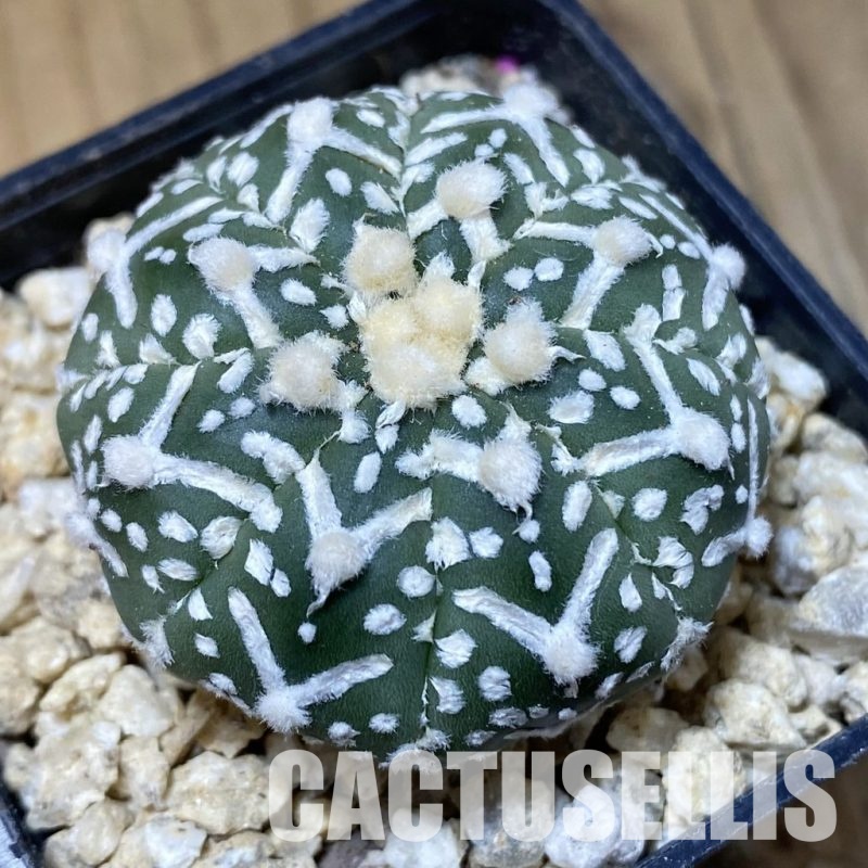 SH30197 Astrophytum asterias ‘Super Kabuto’ V-type f. nudum