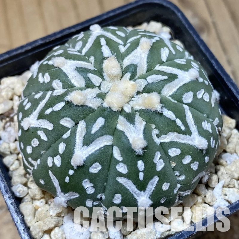 SH30198 Astrophytum asterias ‘Super Kabuto’ V-type f. nudum
