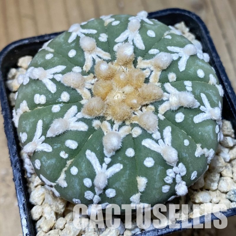 SH30199 Astrophytum asterias ‘Super Kabuto’ V-type f. nudum