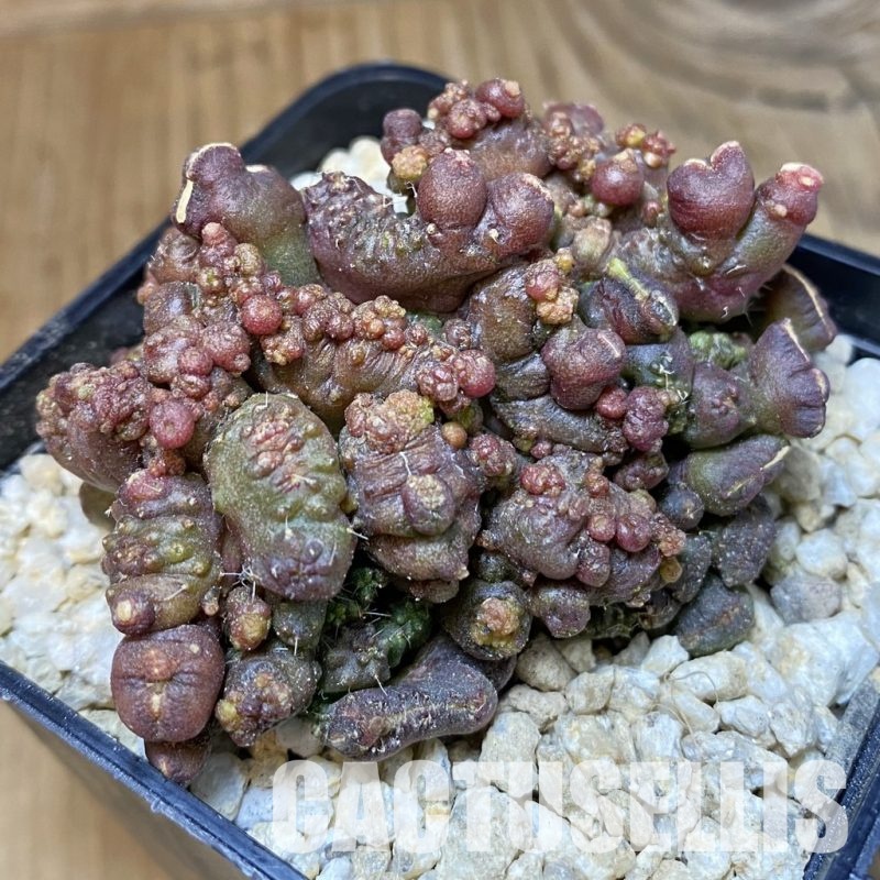 SH30137 Echinopsis ‘Chocolate’ f. cristata