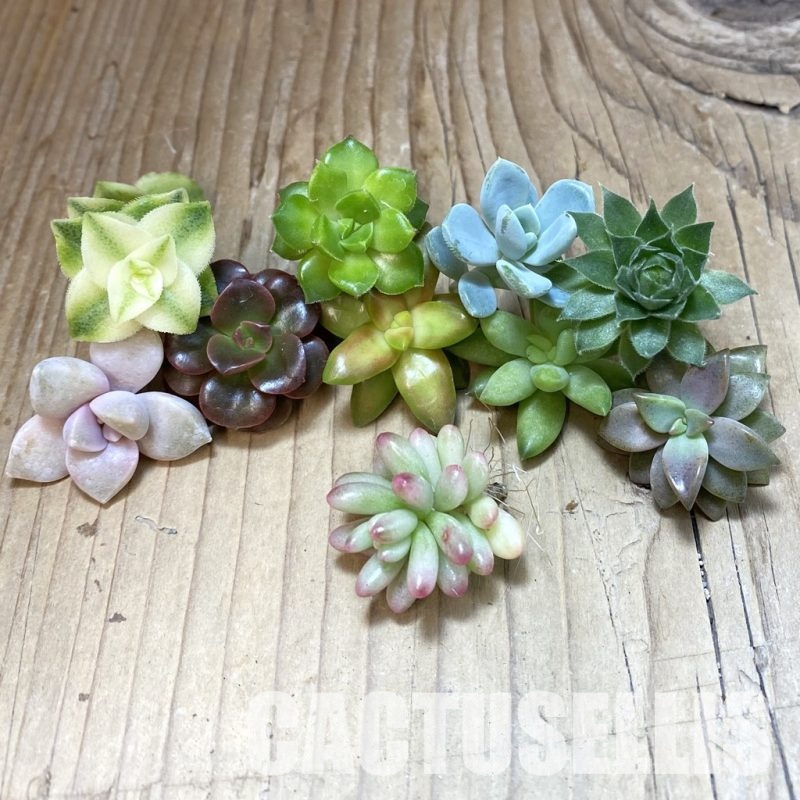 SH30201 Succulents mix, cuted