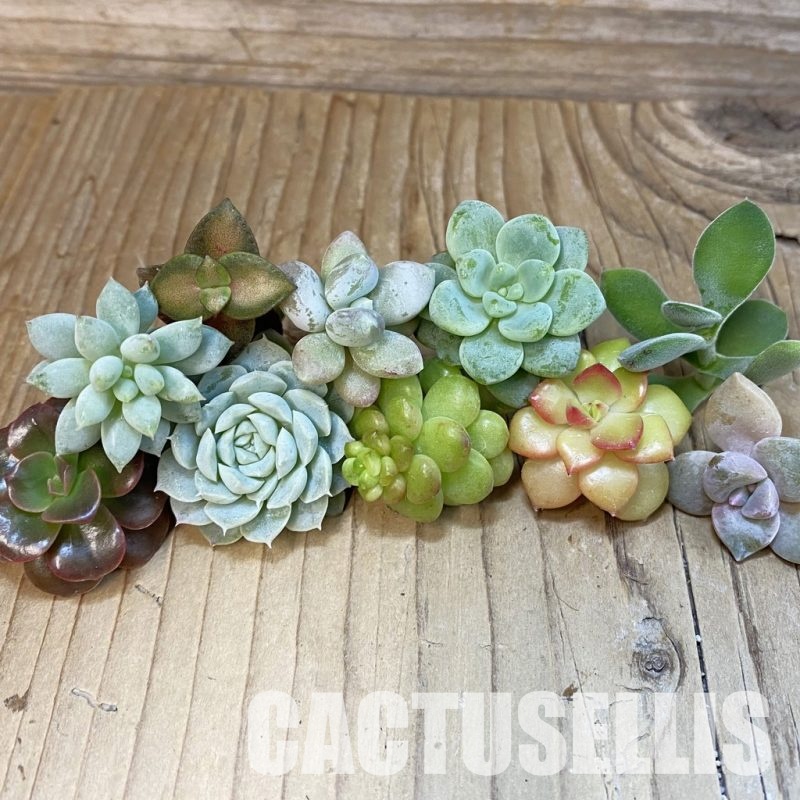 SH30202 Succulents mix, cuted