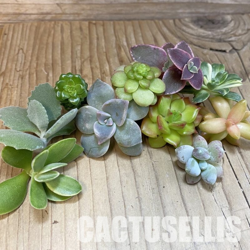 SH30203 Succulents mix, cuted