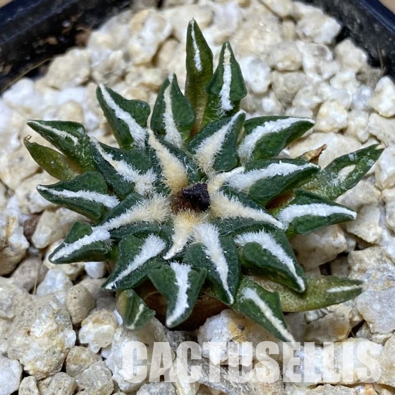 SH30144 Ariocarpus kotschoubeyanus v. macdowellii, own roots seedling