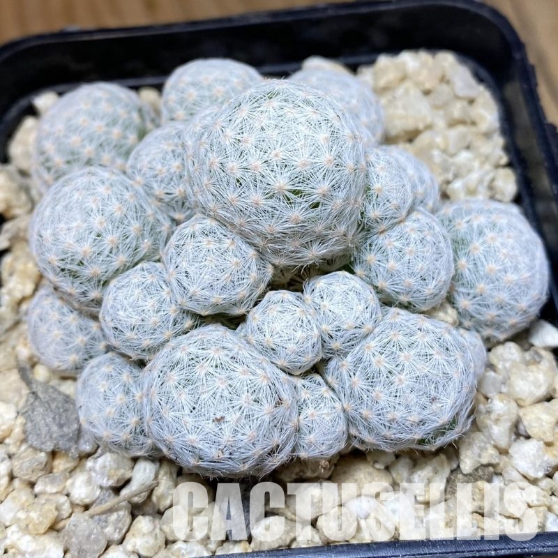 SH30146 Mammillaria humboldtii v. caespitosa