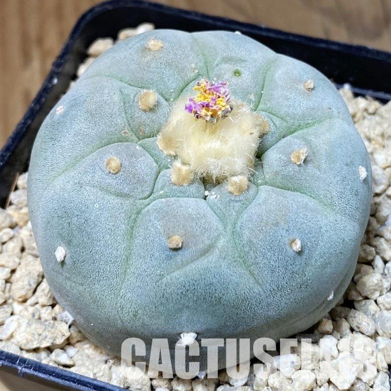 SH30147 Anhalonium diffusa, seedling, own roots