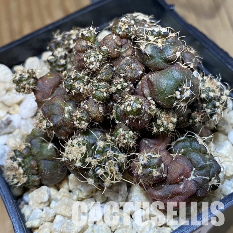 SH30148 Gymnocalycium mihanovichii 'Cauliflower Coral'