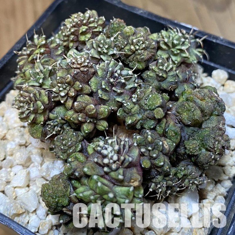 SH30149 Gymnocalycium mihanovichii ‘Green Crocodile’