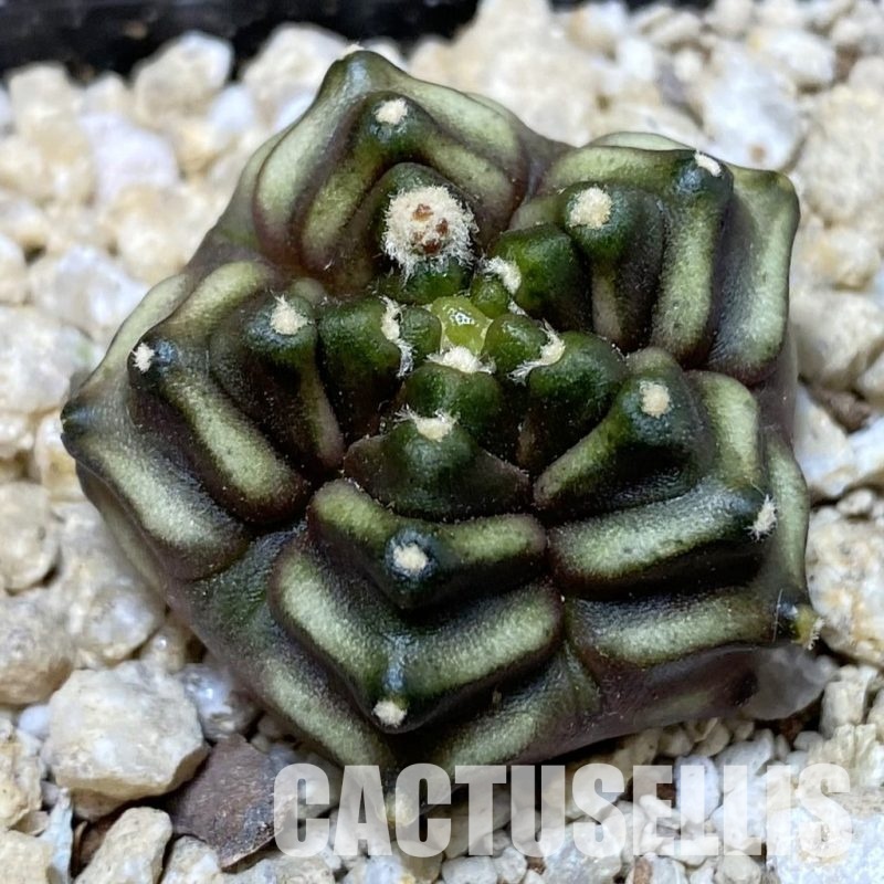 SH30151 Gymnocalycium mihanovichii ‘Mulberry’