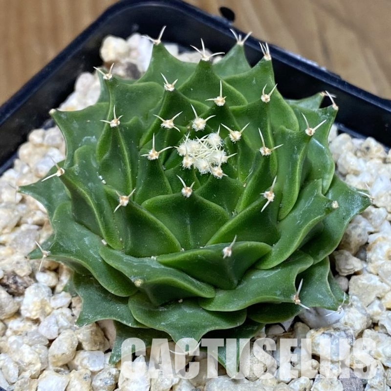 SH30138 Obregonia denegrii