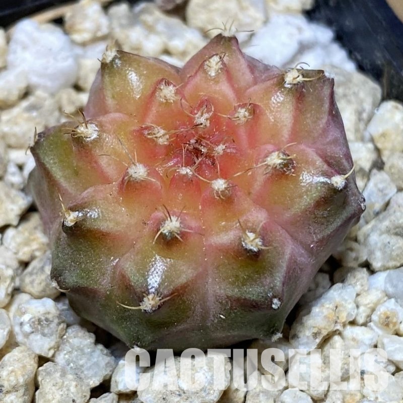 SH30154 ymnocalycium mihanovichii ‘Neon’ hybrid