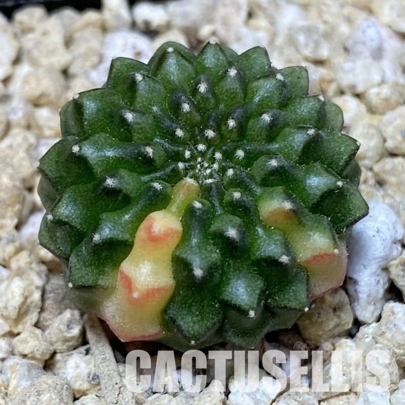 SH30156 Gymnocalycium mihanovichii ‘inermis’ f. variegata, seedling