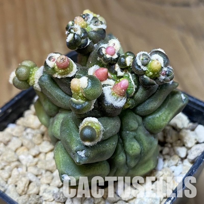 SH30160 Gymnocalycium mihanovichii ‘Transformer’