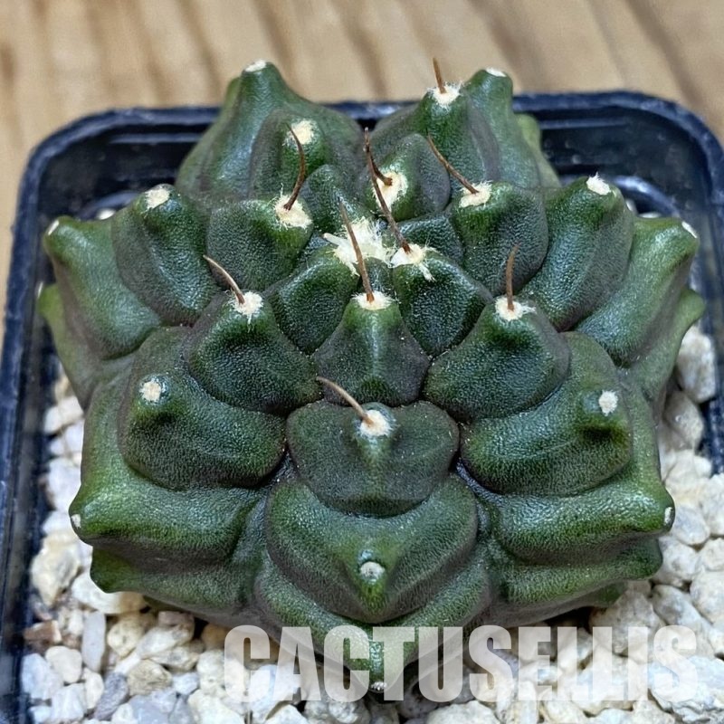 SH30161 Gymnocalycium mihanovichii f. monstrosa -Japan-