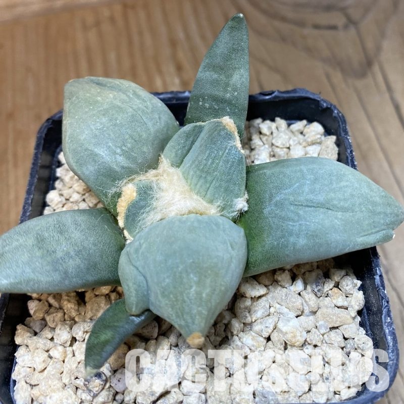 SH30139 Ariocarpus retusus 'Cauliflower' x Ariocarpus lloydii 'Latus', own roots seedling
